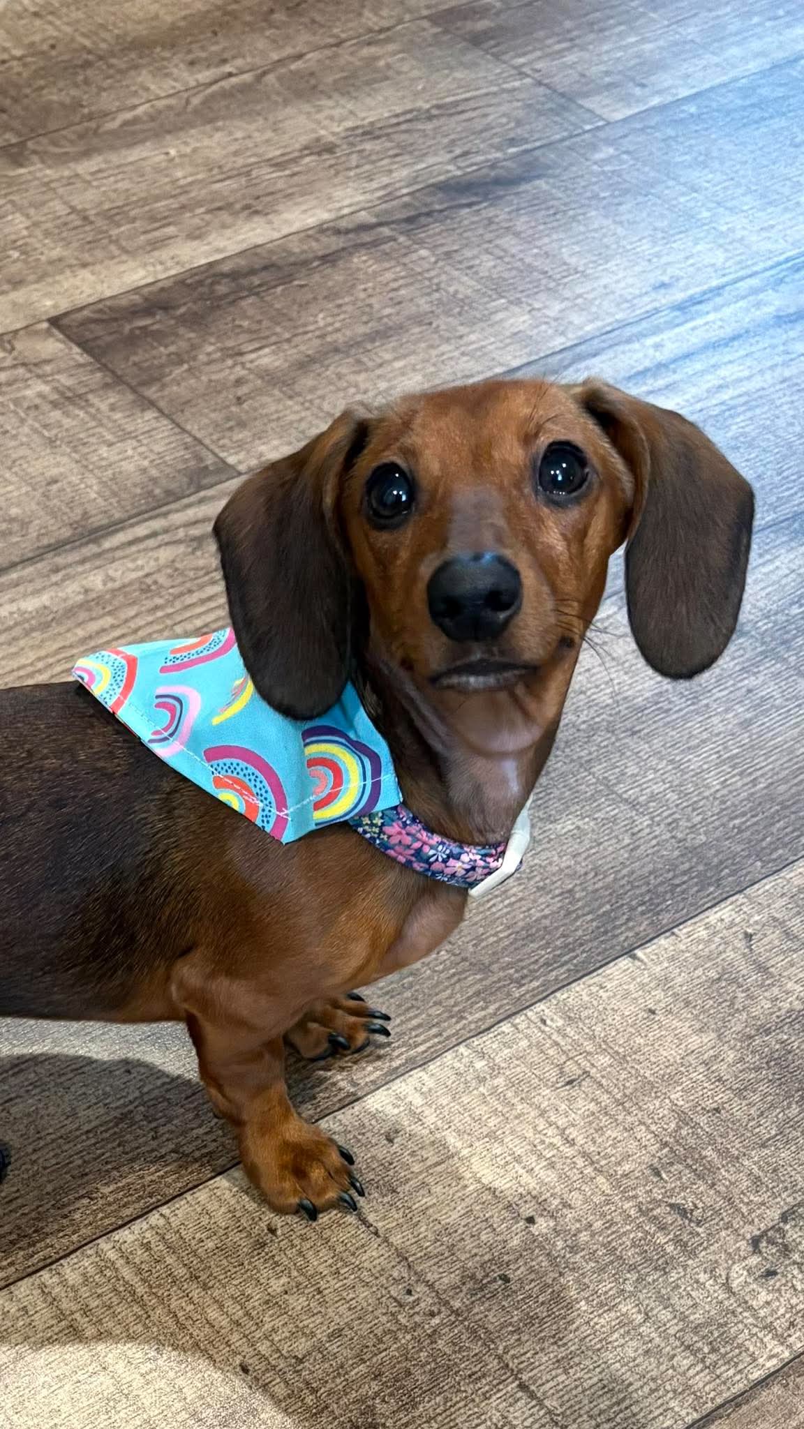 A brown dachshund wearing a colorful rainbow-patterned bandana collar, standing on a wooden floor.