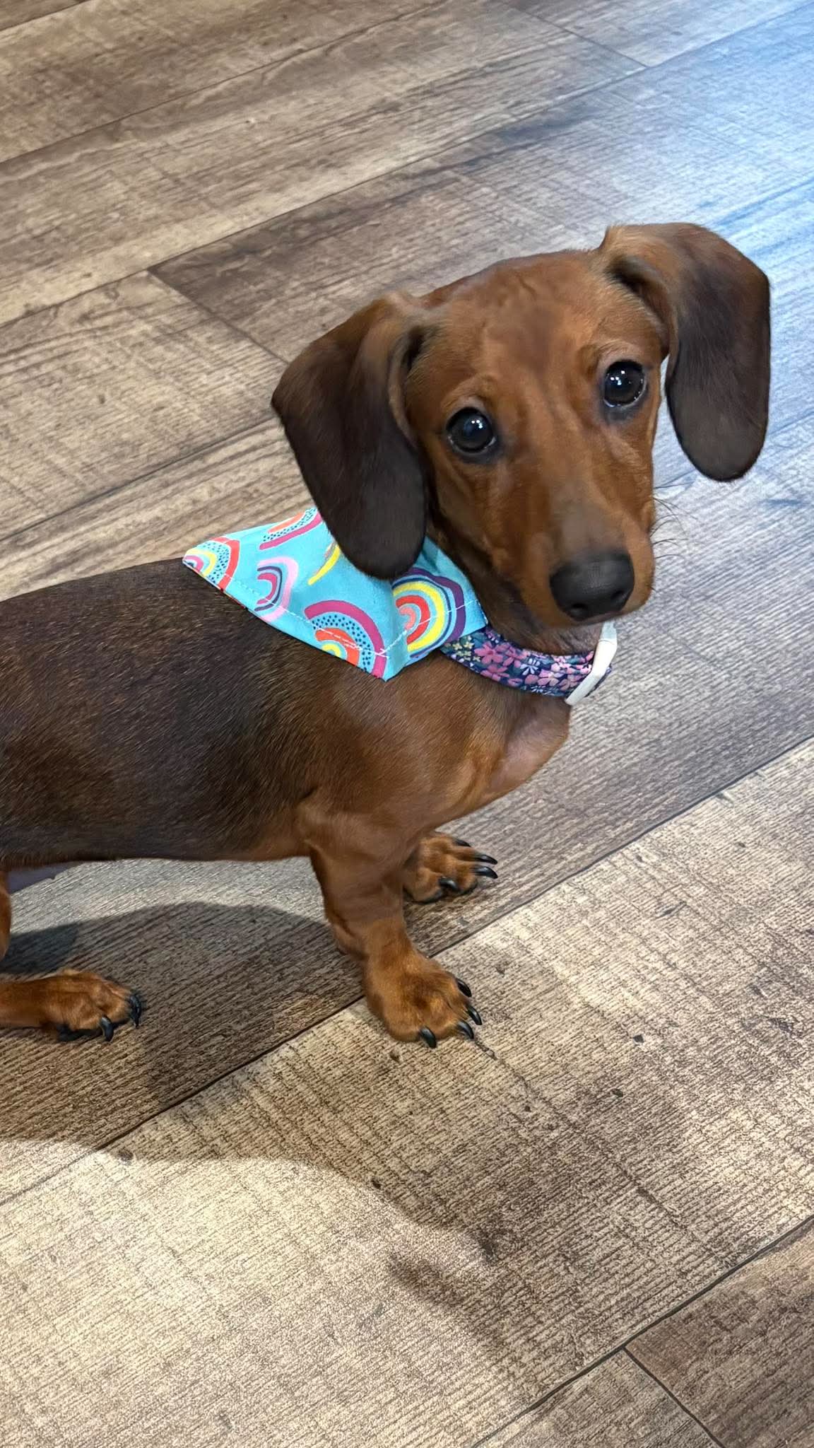 Live Out Loud Dog Bandana by Pride Socks